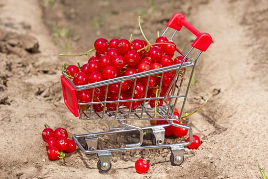 Red currant in a shopping cart on the  garden soil