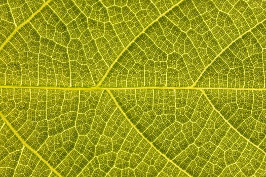 Abstract green leaf texture, can be used for background
