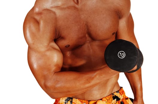 A closeup of the chest and biceps of a young bodybuilder holding up a.dumbbell for white background..