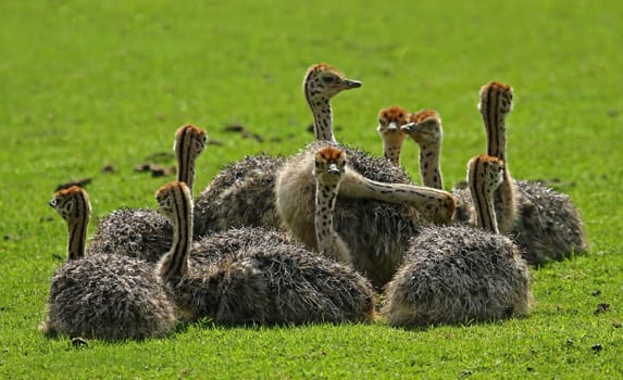 Ostrich offspring