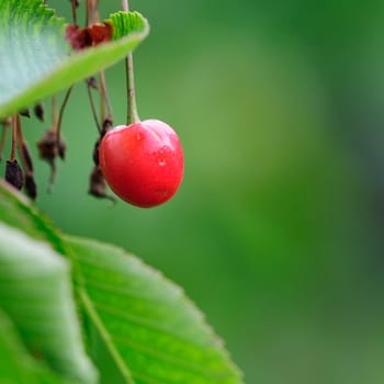 Heart cherry
