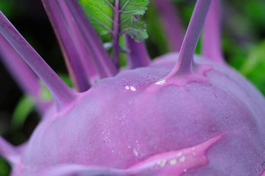 kohlrabi