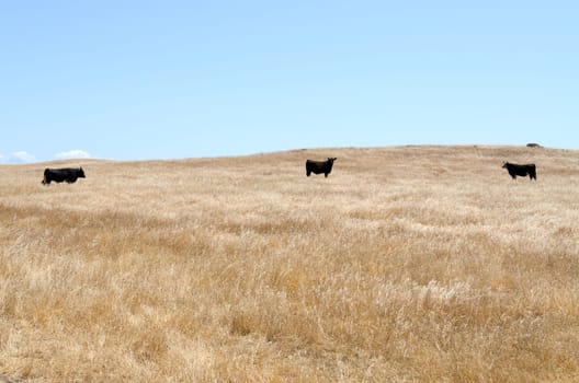 cow among dry grass in the Oak National Park California
