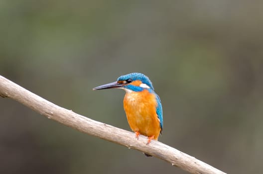 Kingfisher at rest on a dry branch