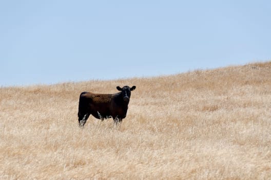 cow among dry grass in the Oak National Park California