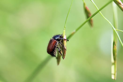 The garden leaf beetle