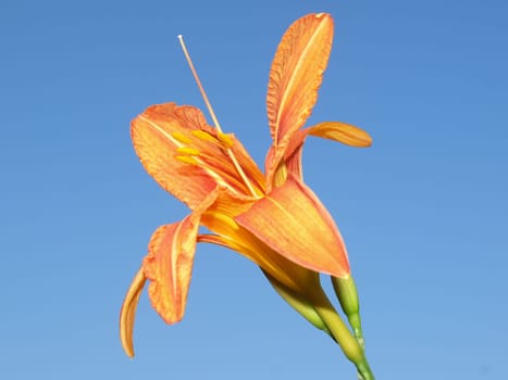 Daylily