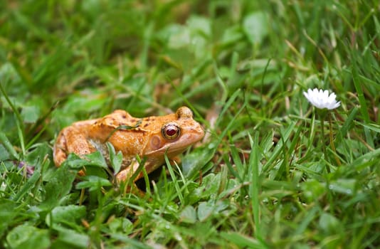 Albino frog with red eyes sitting on grass in the rain