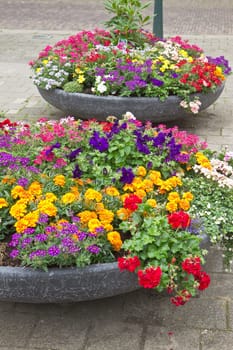 Colorful decoration of containers with summer flowers in city street