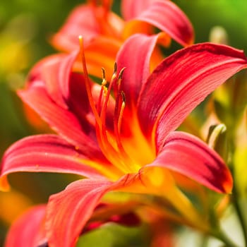 Blooming daylilies - Hemerocallis - in summersun in the garden