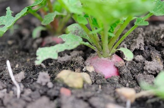 radish