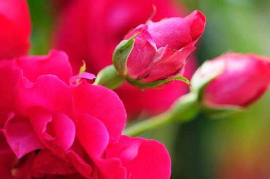 roses