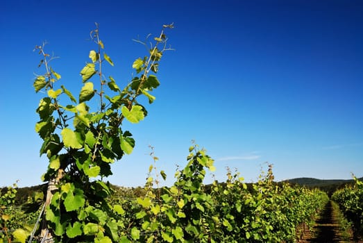 Vineyard in spring young shoots