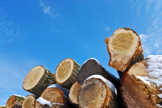 Felled logs with snow
