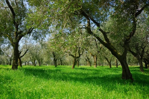 Olive grove on Lake Garda