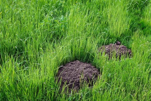 Molehills in the grass