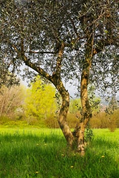 Young olive tree on Lake Garda