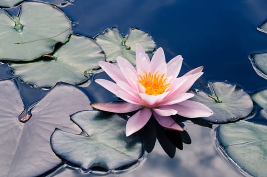 Water lily