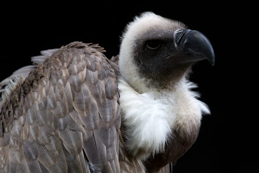Little griffon vulture