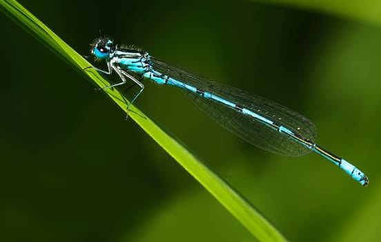 Fork Azure Virgin