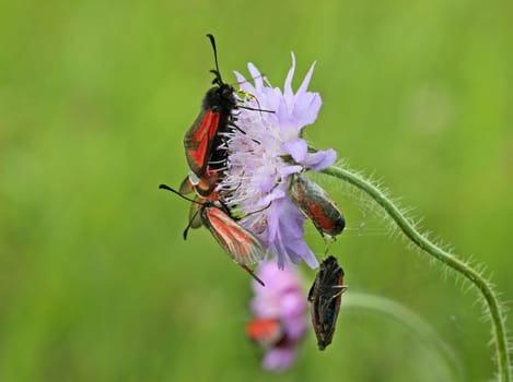 Thyme ram on widow flower in danger