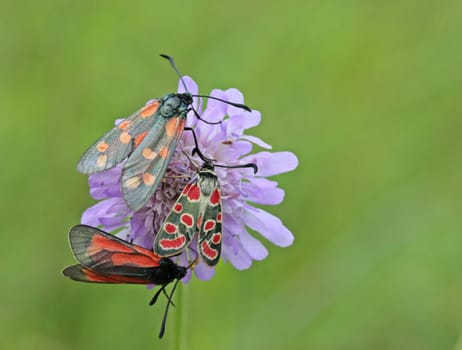 Zygaena purpuralis,Zygaena carniolica and Zygaena filipendulae on widow's flower