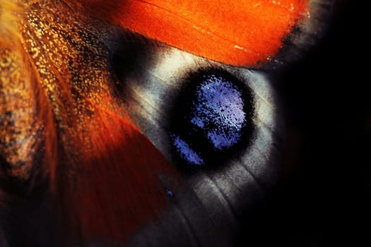 Macro recording Scaly surface of a butterfly wing