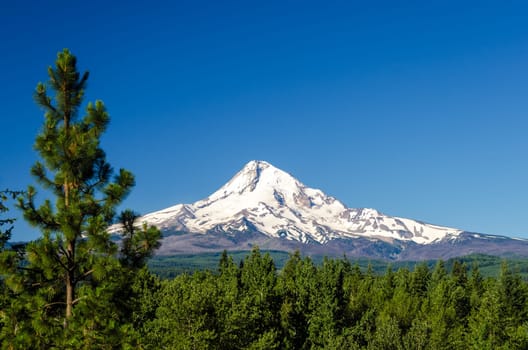Mt. Hood rising above a pine tree forest in Oregon