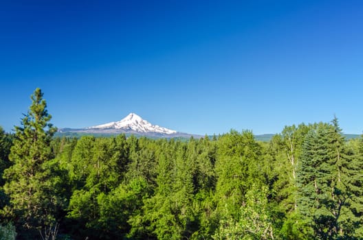 Mt. Hood National Forest with the mountain seen in the background