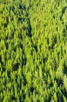 Dense forest of pine trees in western Oregon