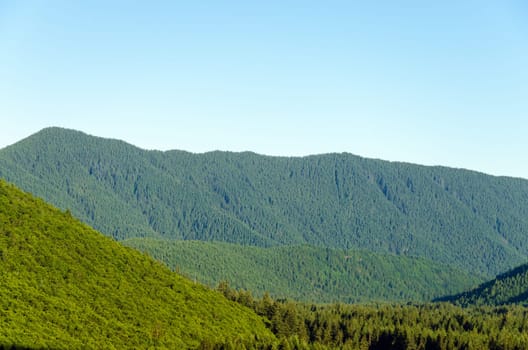 Lush green hills blanketed in tall pine trees