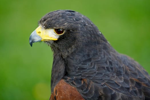 Desert buzzard