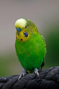 Budgerigar