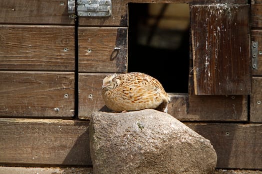 Quail in front of a stable