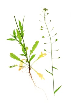 Common shepherd's purse (Capsella bursa-pastoris),flowering plant exposed against a white background