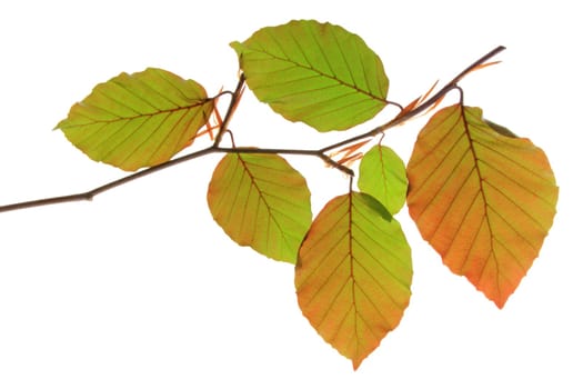 Blood beech (Fagus sylvatica f. purpurea) - small branch with fresh leaves in spring,exposed against a white background