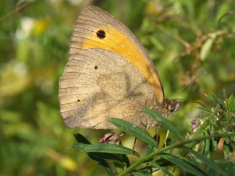 Oxeye