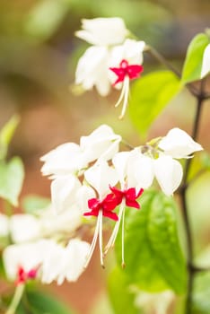 Bleeding heart vine close up on a sunny day