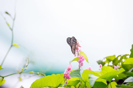 Dark Blue Tiger butterfly perching on pink Coral Vine flowers overlooking the blue sky
