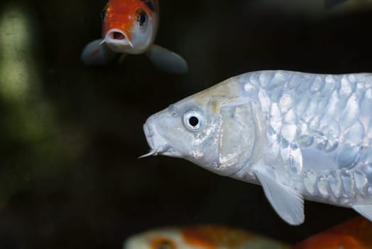 White Koi carp fish close-up