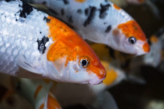 Koi fishes in an aquarium close up
