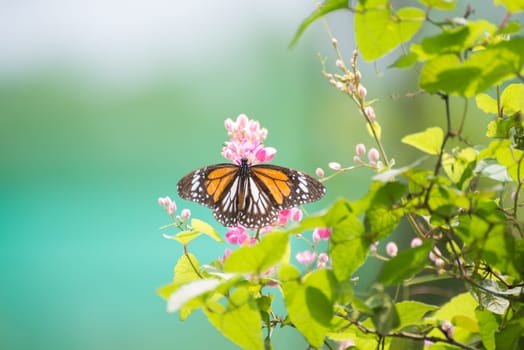 Butterfly on pink flowers on a sunny day