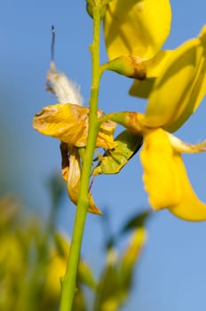 cetonia camouflaged with flowers of broom
