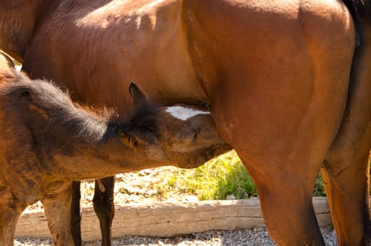 colt while foal sucks milk from the mother