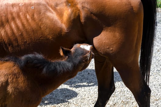 colt while foal sucks milk from the mother