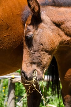 colt while eating close to mom