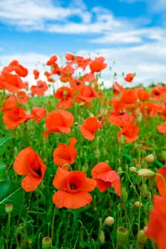 Poppy