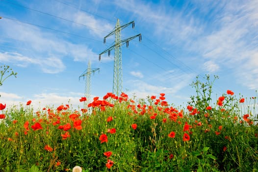 poppy in front of electrical tower