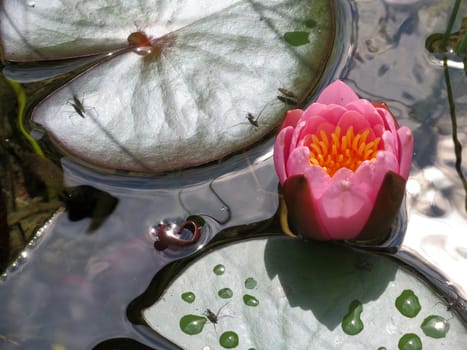Bud of a water lily - Nymphaea