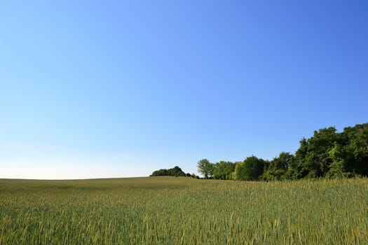 Grain field with trees